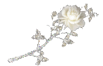 Rose blanche