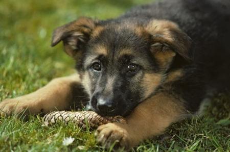 Jeune chiot berger Allemand
